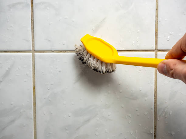 Best Mold Removal Near Me  in Pocasset, MA