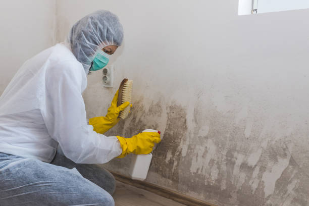 Best Mold Removal and Inspection  in Pocasset, MA