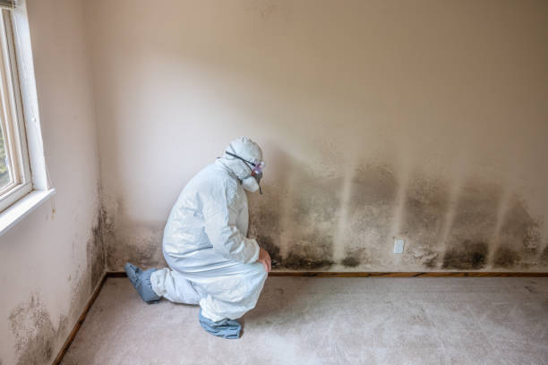 Mold Removal and Inspection in Pocasset, MA